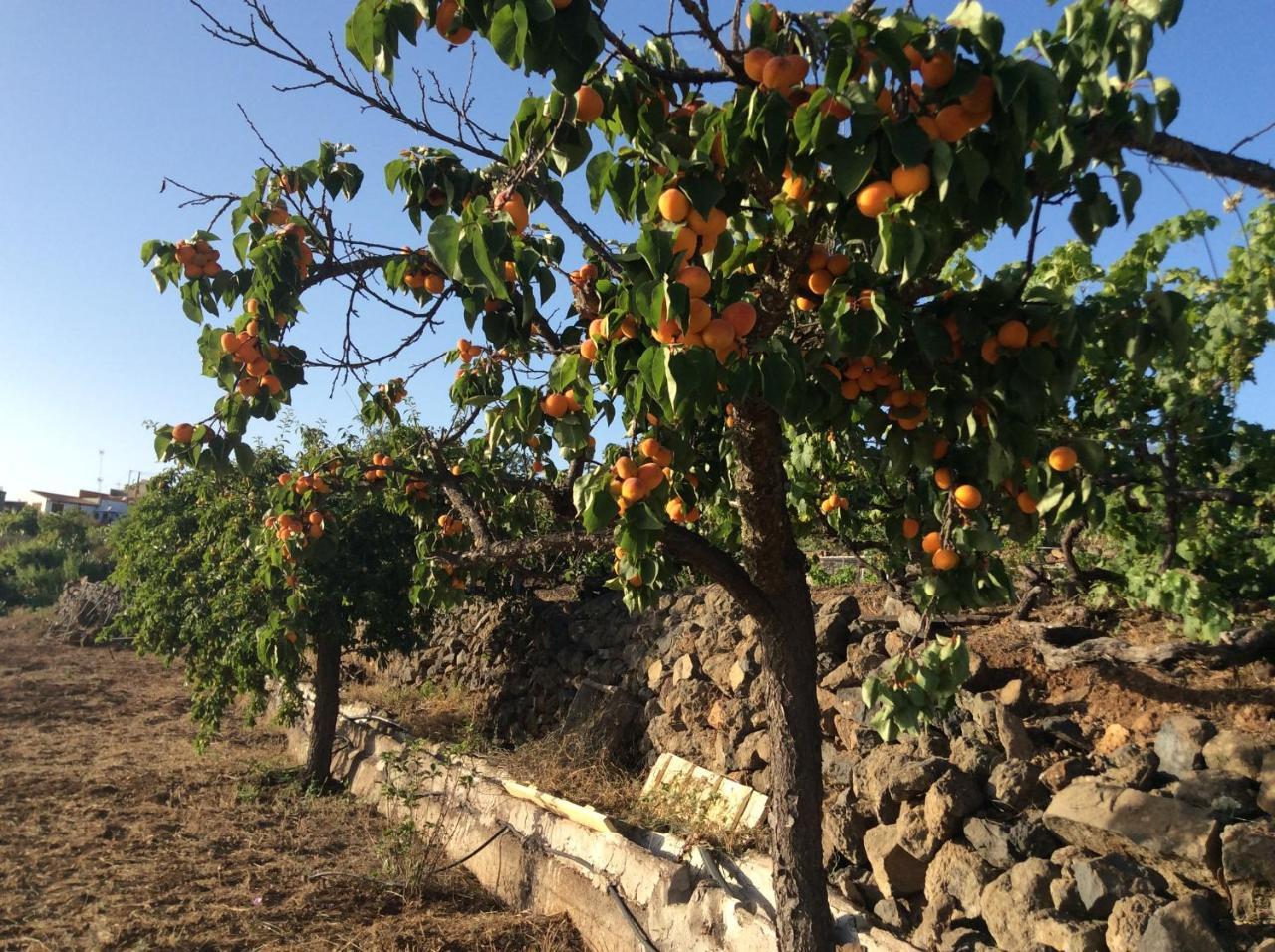 Casa Victoria Βίλα Costa Adeje  Εξωτερικό φωτογραφία